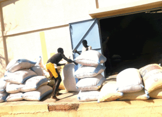 Production agricole dans la Boucle du Mouhoun : Le warrantage pour sortir les agriculteurs de la précarité