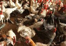 Fada/Grippe Aviaire : Le Haut-Commissaire interdit l’entrée ou la sortie de volailles, objets et produits d’aviculture