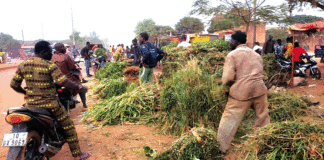 Vente de fourrage à Bobo-Dioulasso : De l’herbe à prix d’or en saison sèche