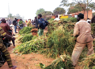 Vente de fourrage à Bobo-Dioulasso : De l’herbe à prix d’or en saison sèche
