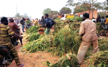 Vente de fourrage à Bobo-Dioulasso : De l’herbe à prix d’or en saison sèche