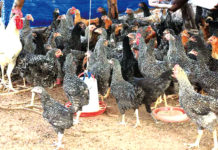 Grippe aviaire : les Hauts-Bassins épargnés pour le moment