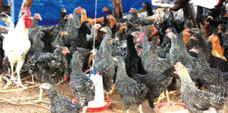 Grippe aviaire : les Hauts-Bassins épargnés pour le moment