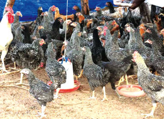 Grippe aviaire : les Hauts-Bassins épargnés pour le moment