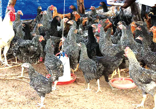 Grippe aviaire : les Hauts-Bassins épargnés pour le moment