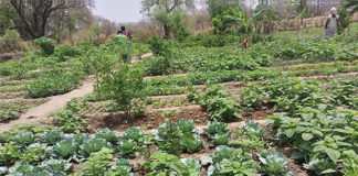 Préservation de l’environnement dans le Nahouri : le jardin polyvalent de Songo 2, un cas d’école