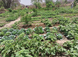 Préservation de l’environnement dans le Nahouri : le jardin polyvalent de Songo 2, un cas d’école