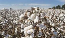 Production du coton: Le Mali retrouve sa première place