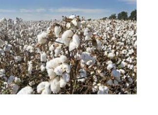 Production du coton: Le Mali retrouve sa première place