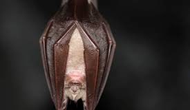 Rwanda : Redécouverte d’une chauve-souris plus vue depuis 40 ans