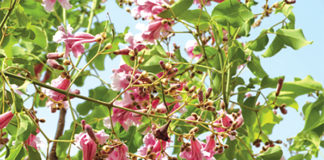 Le Stéréospermum de Kunth : un arbre ornemental mais “destructeur de foyer”