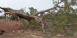 COMOE: Une pluie cause des dégâts à Fabédougou