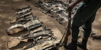 Hauts-Bassins : Arrestation de quatre présumés braconniers