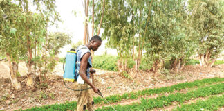 Usage de pesticides dans le maraichage : un couteau à double tranchant