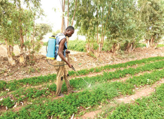 Usage de pesticides dans le maraichage : un couteau à double tranchant