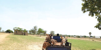 Abattage massif d’ânes : la boucherie s’exporte via la cité de Guelwongo