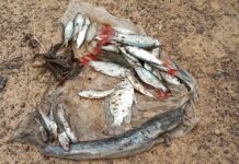 Journée mondiale de la migration des poissons : Le Burkina et le Ghana célèbrent le 21 mai