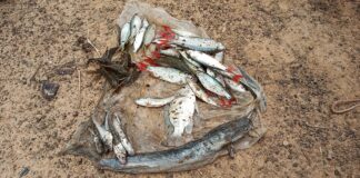 Journée mondiale de la migration des poissons : Le Burkina et le Ghana célèbrent le 21 mai