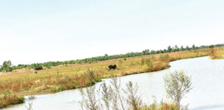 Barrage de Tanghin : un chantier sans fin