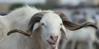 Sud Soudan : un bélier condamné à 3 ans de prison ferme