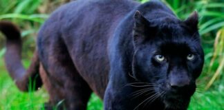 Gabon: la ville d’Iboundji sous couvre-feu à cause d’une panthère