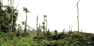 Gestion des forêt et changement climatique en Afrique : l’expérience de la RD Congo partagée à Ouagadougou