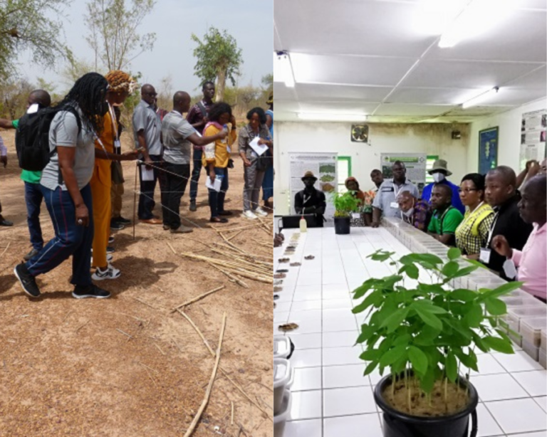 Gestion durable des terres et des semences forestières : des experts africains saluent l’expérience burkinabè