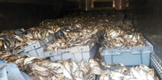 Hauts-Bassins : 22 tonnes de poissons impropres à la consommation saisies