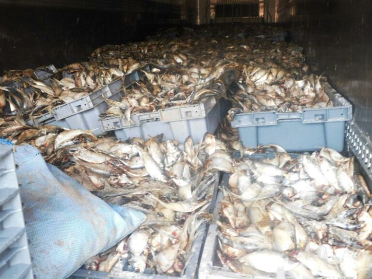 Hauts-Bassins : 22 tonnes de poissons impropres à la consommation saisies
