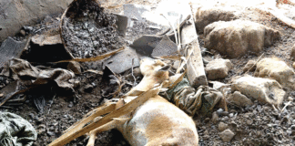 Province du Kénédougou : mort suspecte de dizaines de petits ruminants à Dan