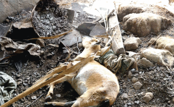 Province du Kénédougou : mort suspecte de dizaines de petits ruminants à Dan