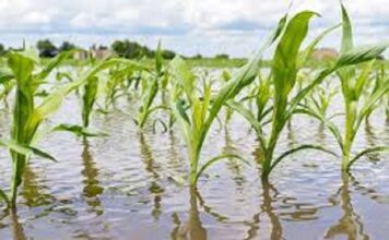 Actu vert : La gestion des risques agricoles, un nouveau paradigme à intégrer !