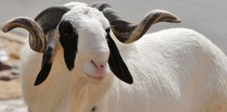 Tabaski: La fête aura lieu le samedi 09 juillet prochain