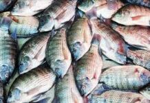 Axe Dori-Sebba : Un véhicule et 50 cartons de poissons emportés