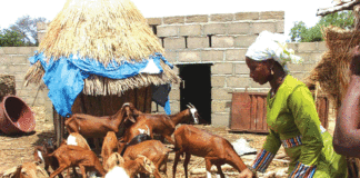 Résilience à l’insécurité alimentaire au Sahel: le Projet 1 du Programme fait ses preuves