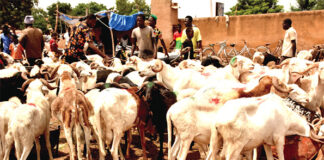 Marché de bétail de Tanghin : les clients se font rares