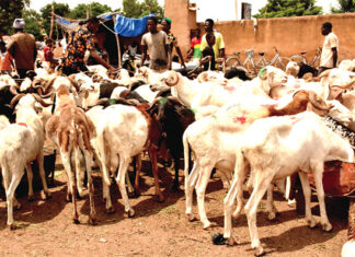 Marché de bétail de Tanghin : les clients se font rares
