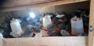 Elevage de cailles: Une passion pour Irissa Soré