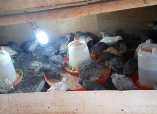 Elevage de cailles: Une passion pour Irissa Soré