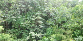 Gestion intégrée des ressources en eau : La protection des berges de la « Béréga », un cas d’école