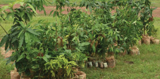 Actu vert : plantons des arbres chez nous