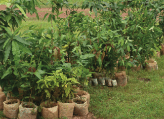 Actu vert : plantons des arbres chez nous