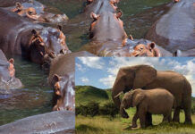 Braconnage dans les Hauts-Bassins : les éléphants et les hippopotames en danger