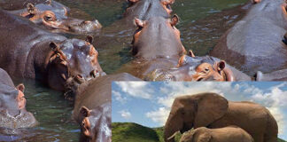 Braconnage dans les Hauts-Bassins : les éléphants et les hippopotames en danger