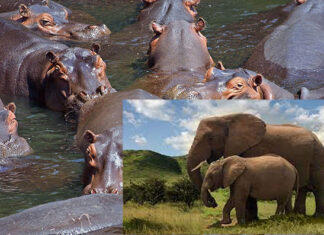 Braconnage dans les Hauts-Bassins : les éléphants et les hippopotames en danger