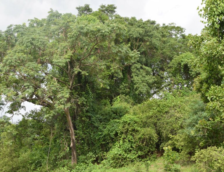 Adaptation au changement climatique : Place et rôle des forêts africaines en discussion à Niamey