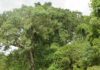 Adaptation au changement climatique : Place et rôle des forêts africaines en discussion à Niamey