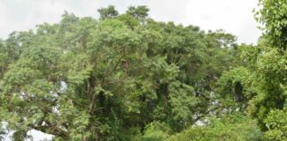 Adaptation au changement climatique : Place et rôle des forêts africaines en discussion à Niamey