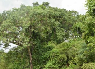 Adaptation au changement climatique : Place et rôle des forêts africaines en discussion à Niamey