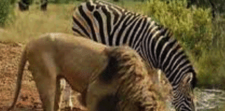 Situation nationale : C’est possible